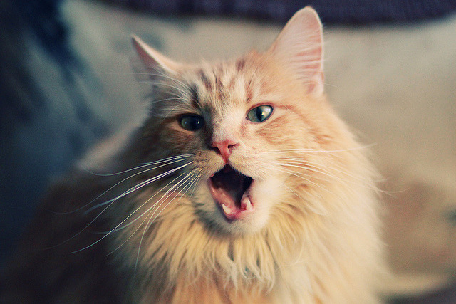 黑白直播免费体育直播-火力全开!厄瓜多尔压制切尔西,罗德里关键先生定乾坤