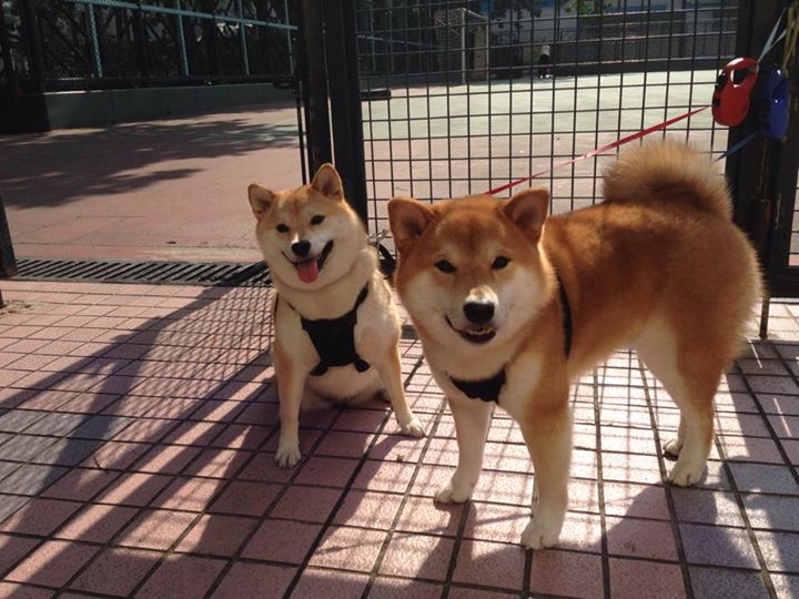 黑白直播体育-冷夜热焰，希腊神话重演，阿拉巴点燃的不只是一场比赛