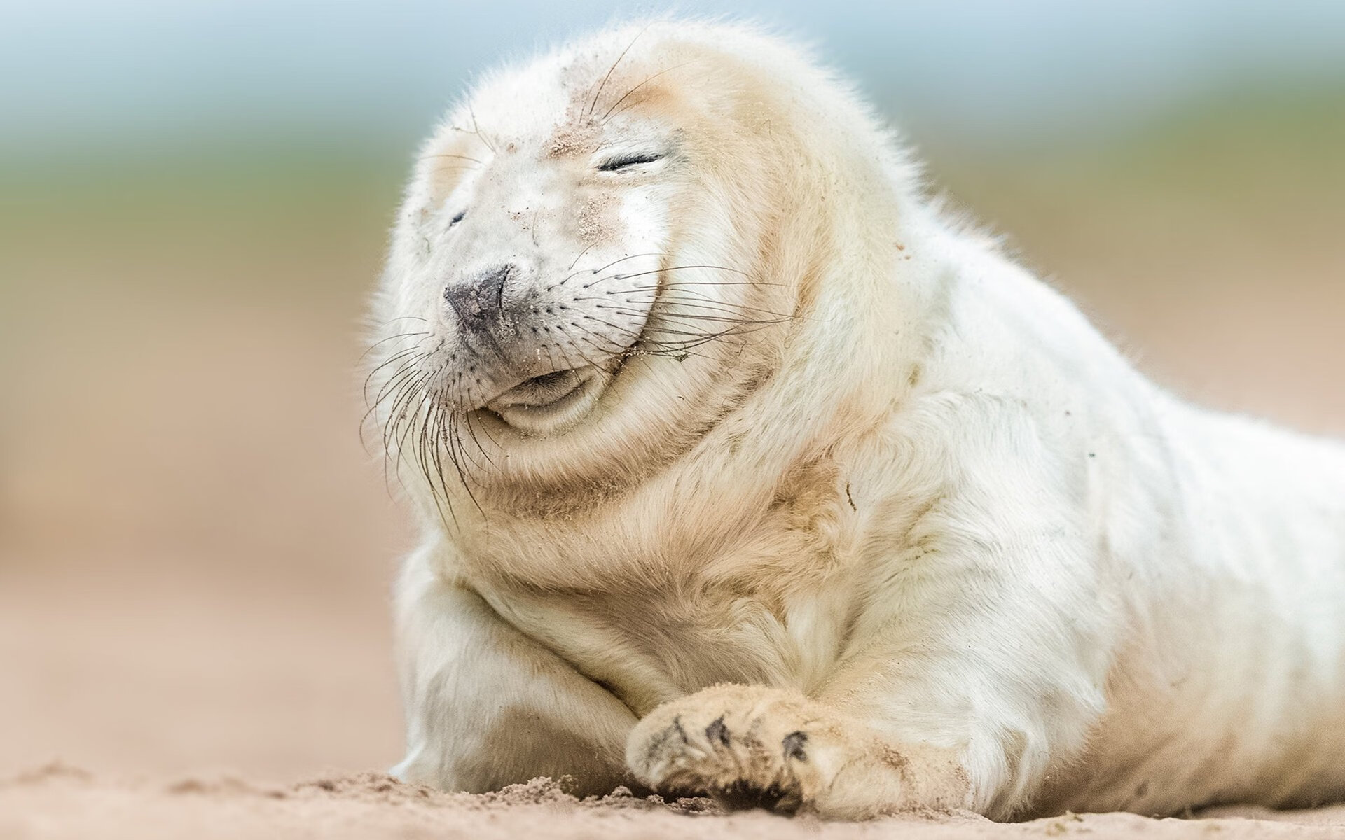 北非风暴席卷亚平宁，摩洛哥之刃如何肢解蓝鹰拉齐奥