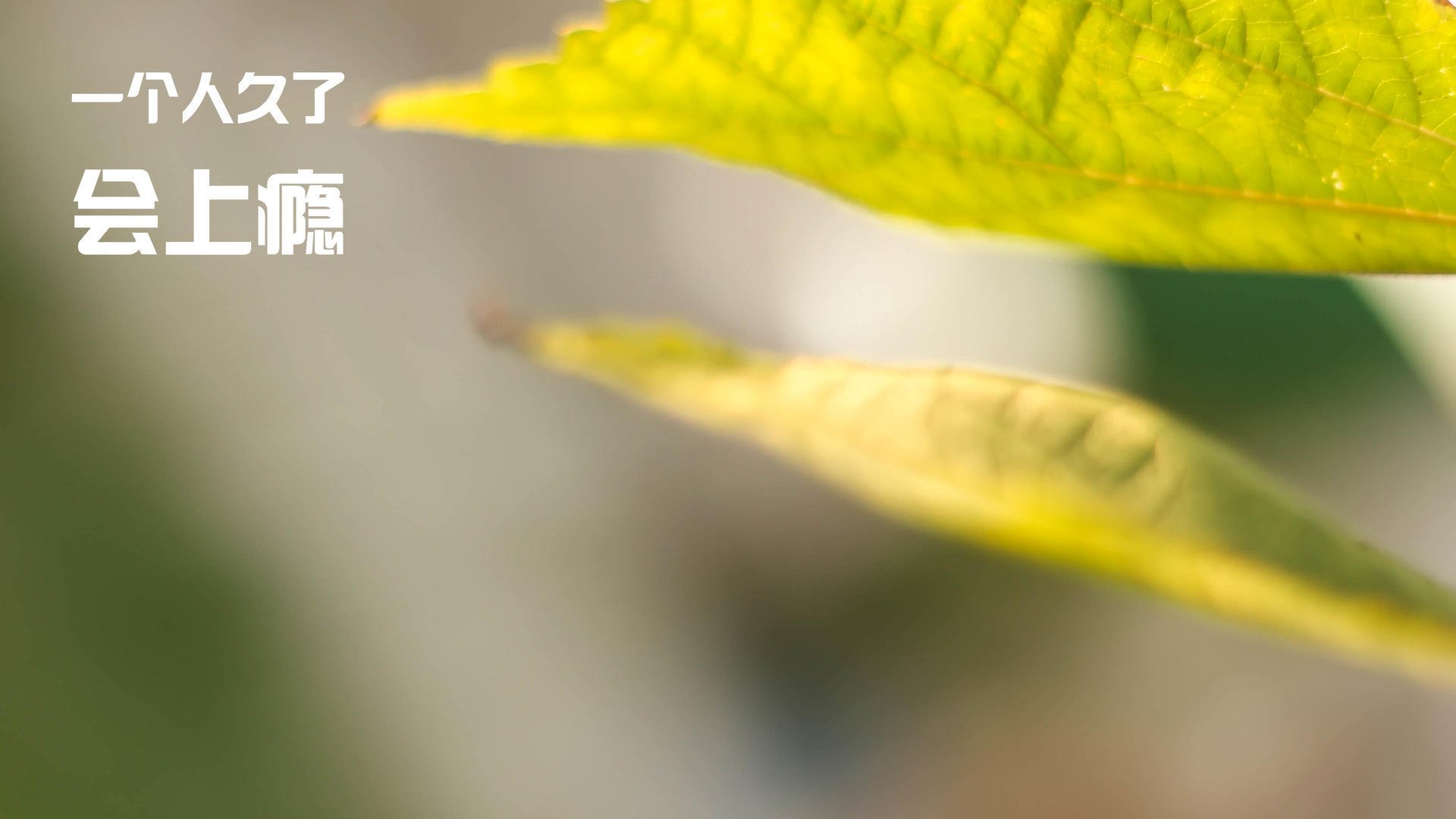 伊布天神下凡破牢笼,摩洛哥钢铁防线绞杀玻利维亚