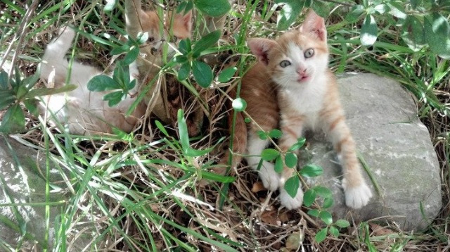 黑白直播免费体育直播-双线奇迹，当篮球场与F1赛道同时响起接管者的咆哮
