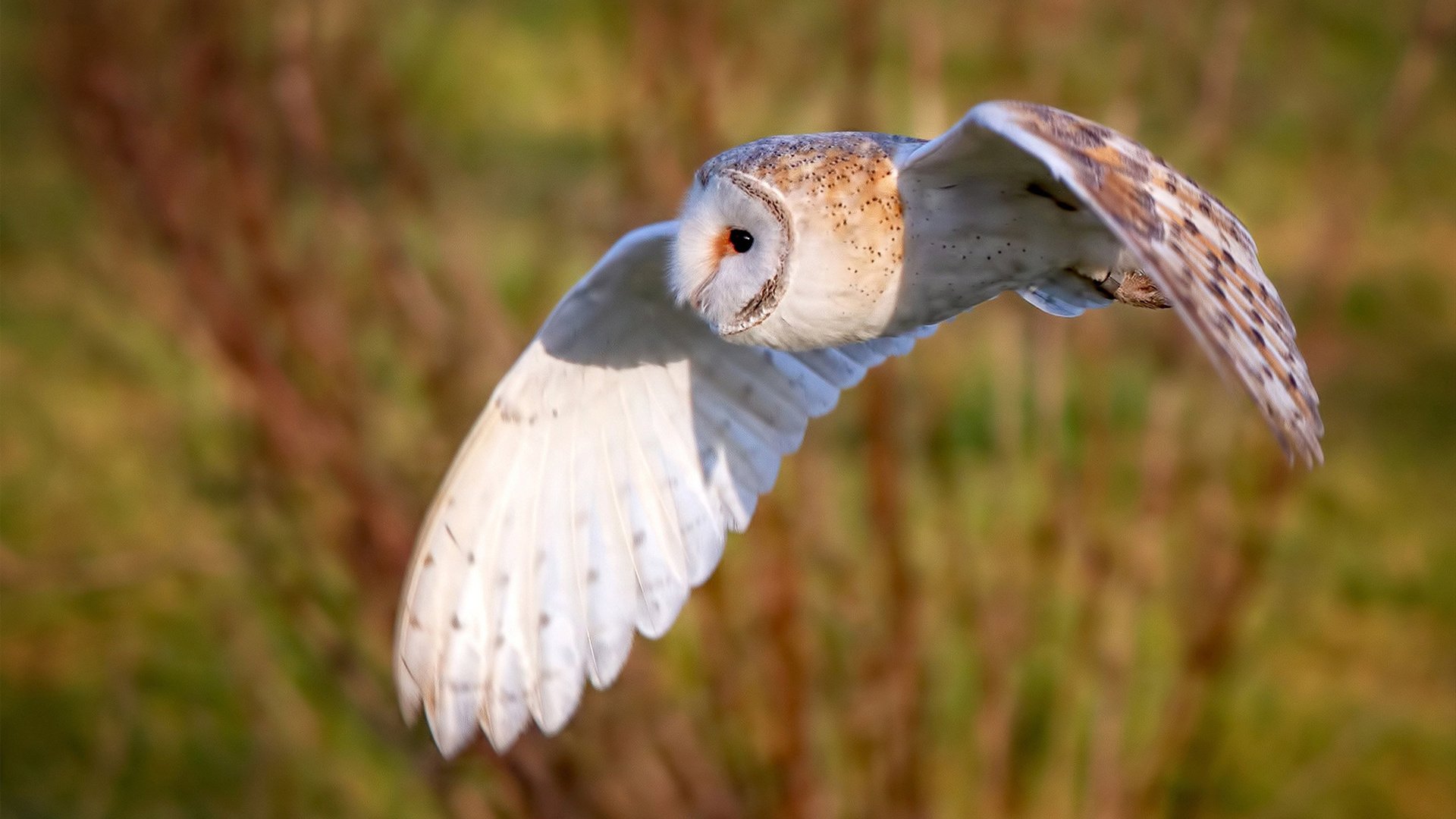 英超争冠之夜,班凯罗,那个改写剧本的异乡来客