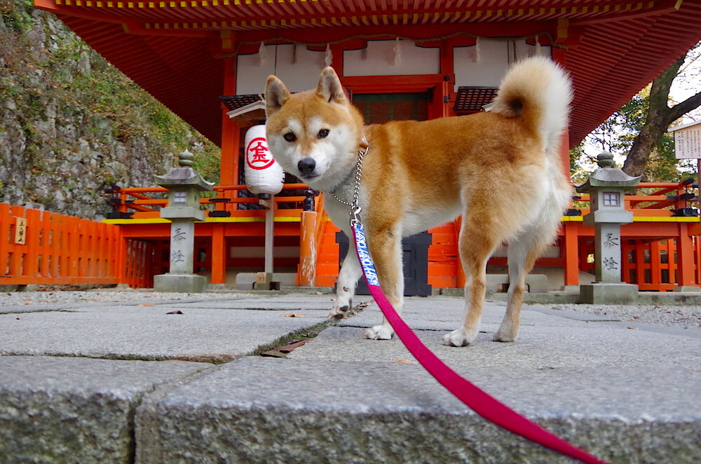 黑白直播nba在线观看-欧文关键先生显威，爵士淘汰赛力压活塞晋级