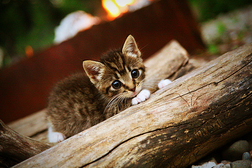 黑白直播-今夜无眠，卢卡库抢七决战封神记