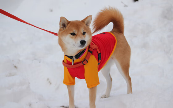 哭泣的钢铁，当篮网艺术撕碎爵士堡垒，德罗赞在密室里点亮火炬