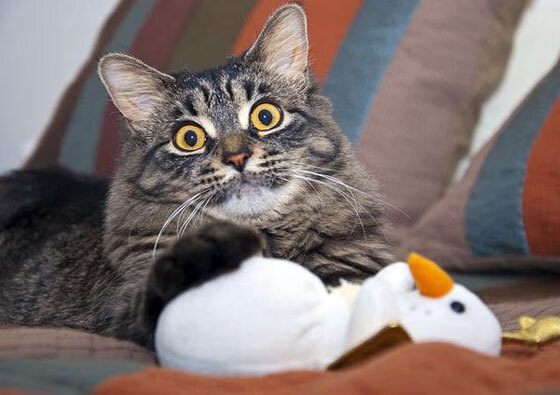 黑白直播在线观看-季后赛抢七之夜，戈贝尔对手完全无解，防守巨塔的无奈