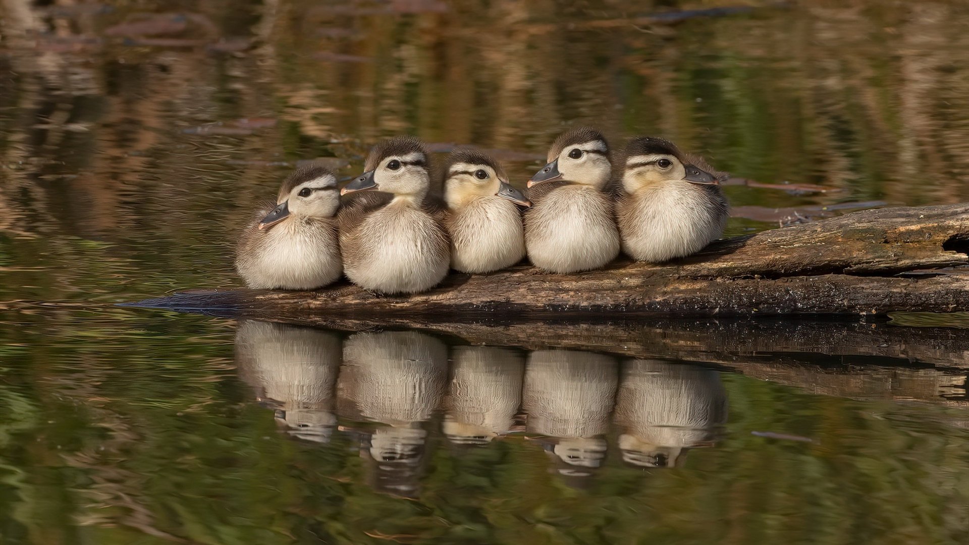 老骥伏枥！苏亚雷斯关键时刻拯救厄瓜多尔