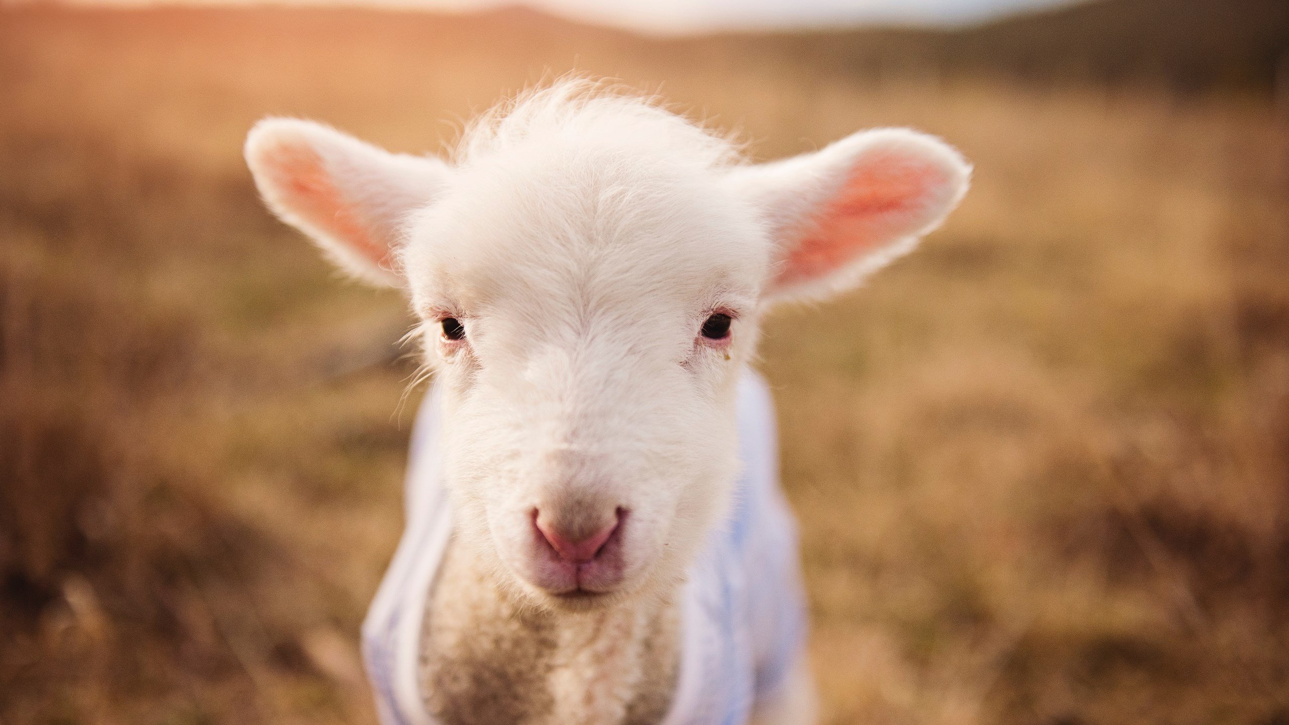 塔图姆存在感拉满，快船vs太阳的暗流涌动