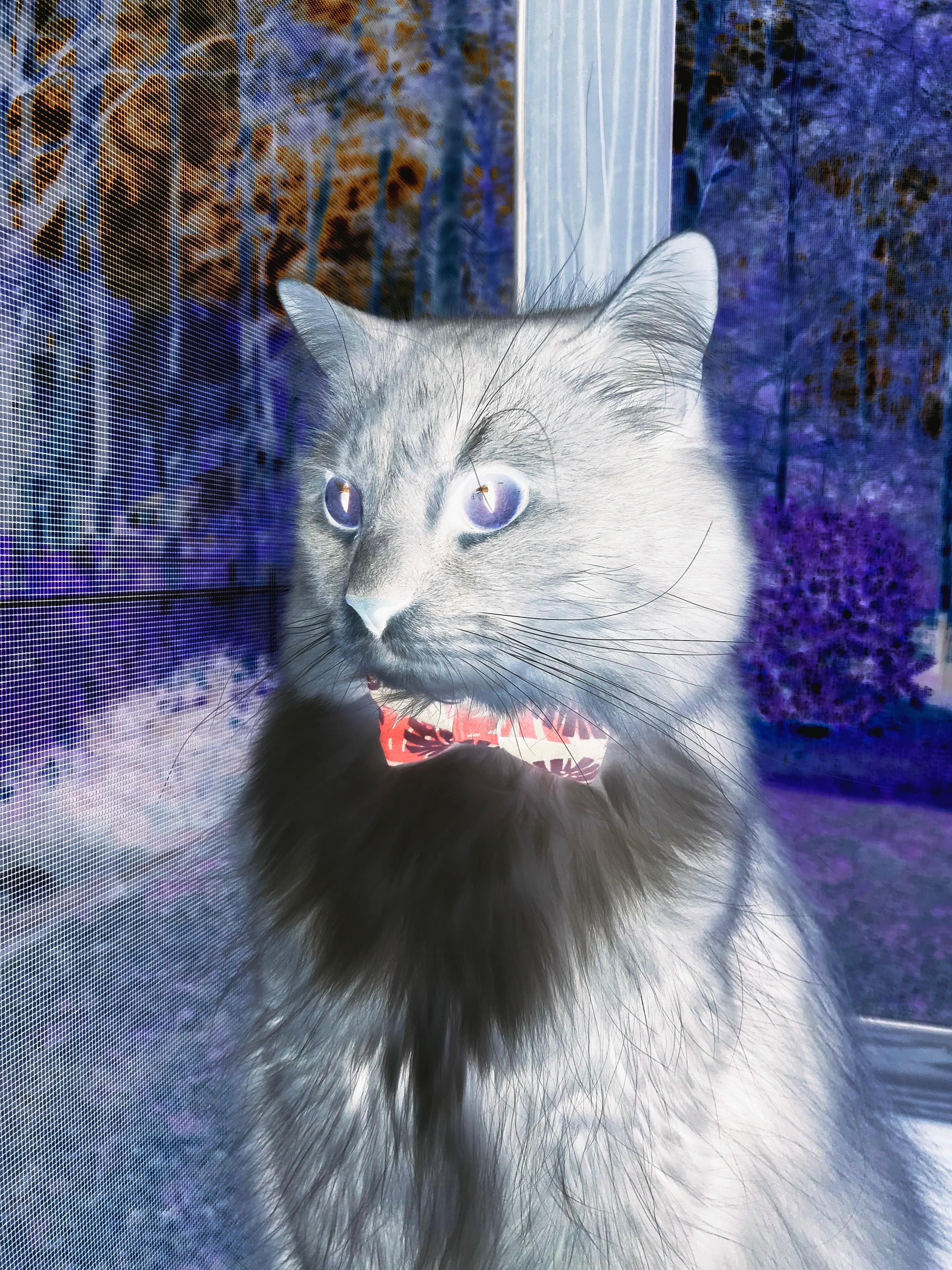 圣地亚哥的雨夜，阿劳霍那一脚，叩响了美加墨的大门