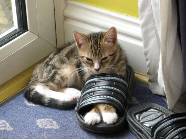 黑白直播体育-速度与热血，同一日的双面竞技诗篇