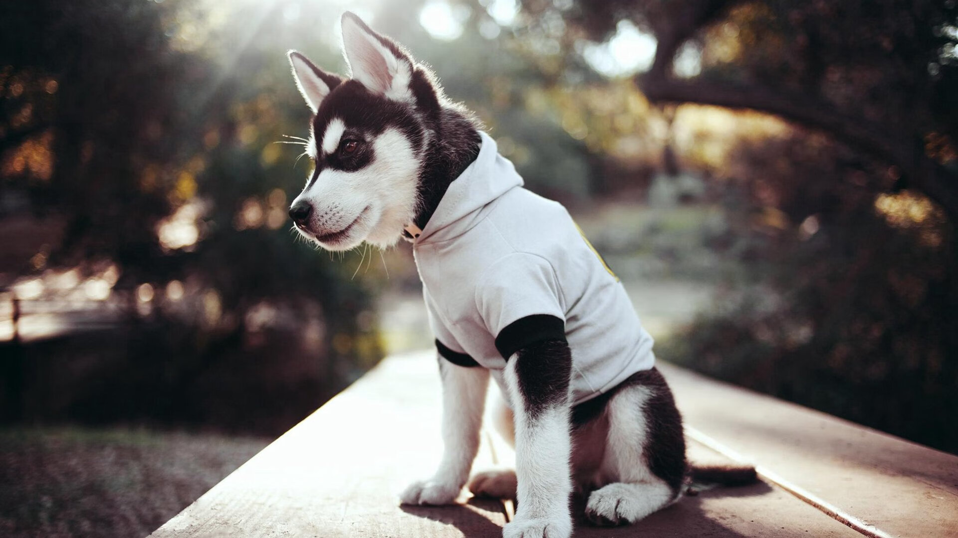 生死战公牛力克山西，马克西闪耀成关键先生