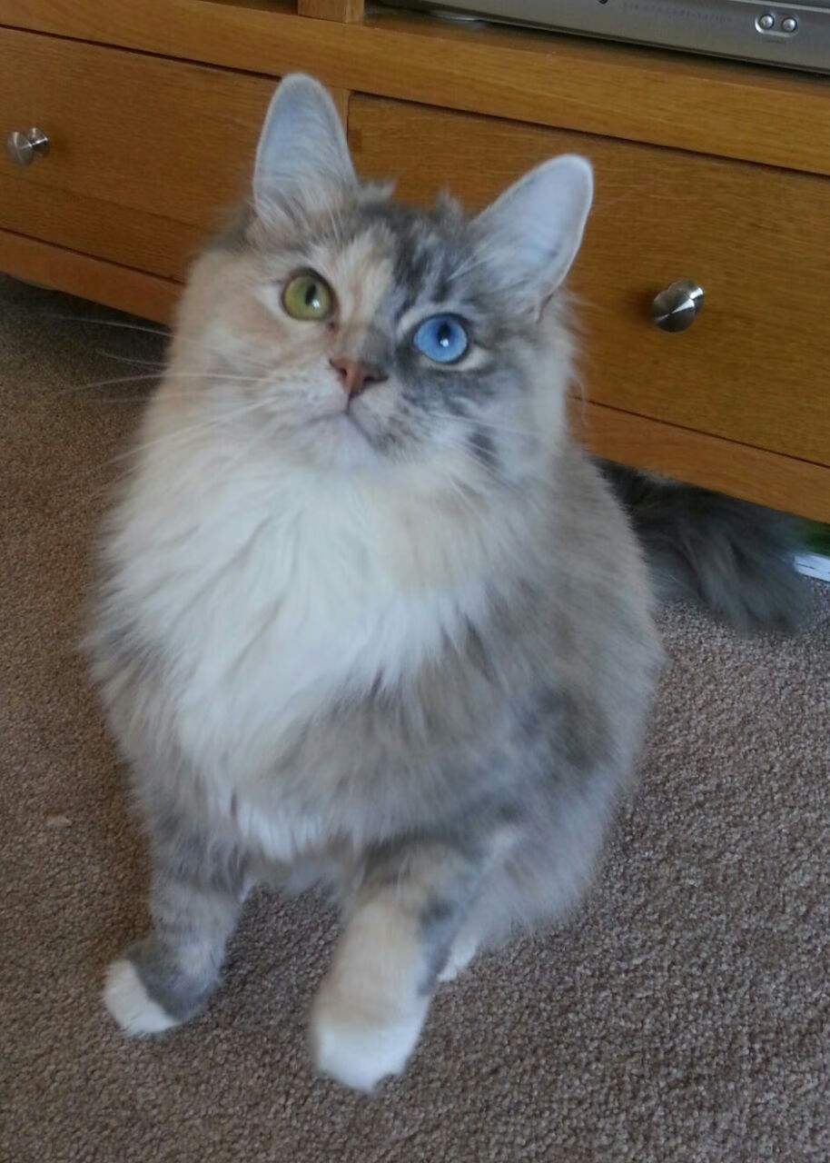 穆勒让比赛失去悬念的瞬间，土耳其如何用血性完成了足球的终极救赎？