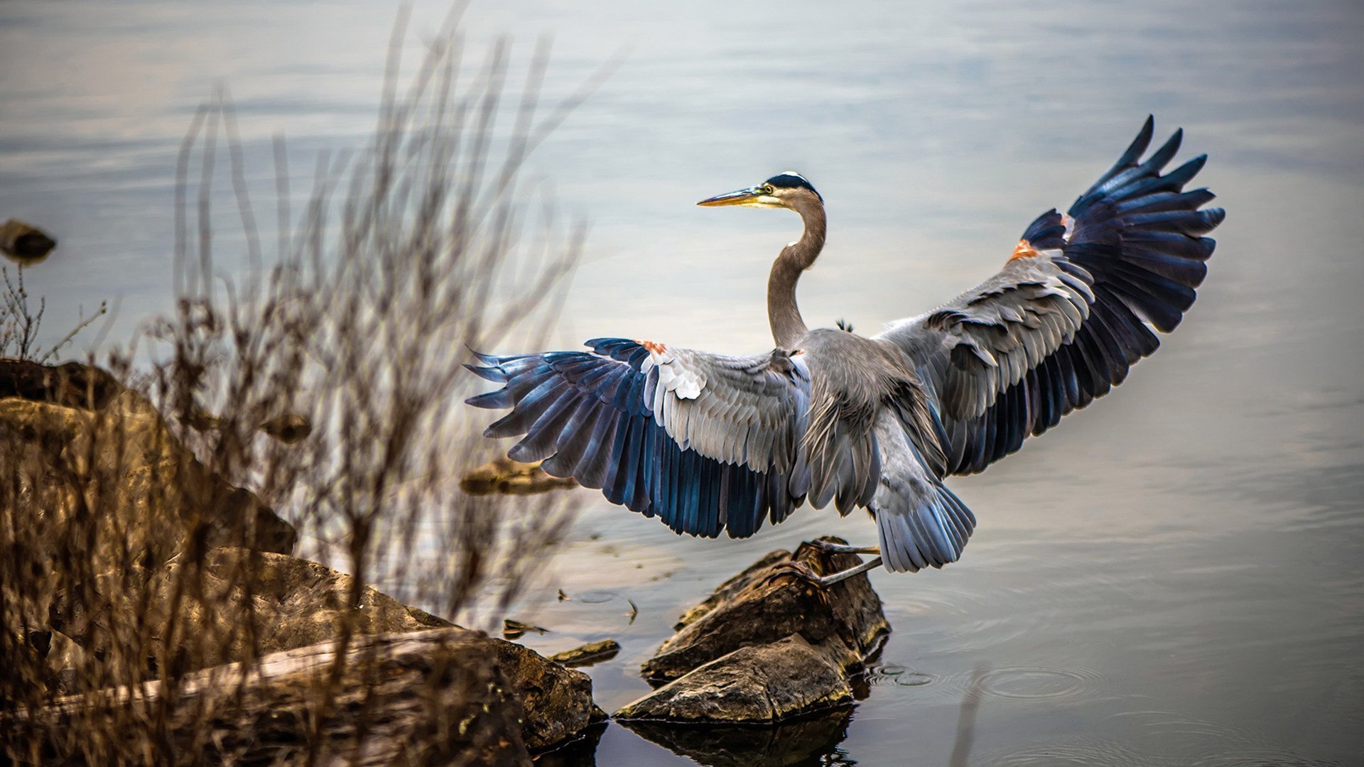 征服从第一分钟开始，梅西任意球绝杀锁定全场最佳，秘鲁防线在他面前形同虚设