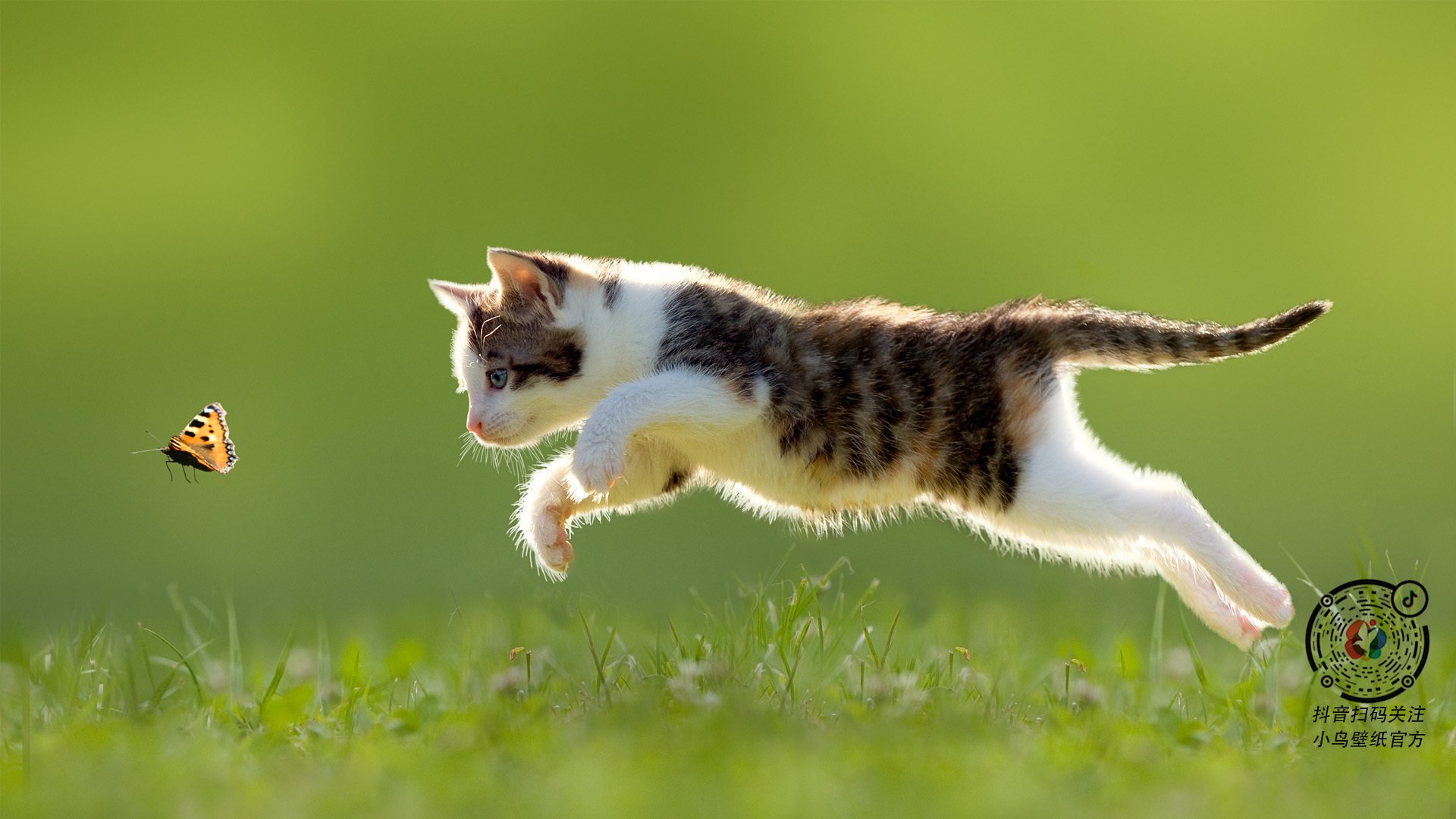 爱尔兰关键战突围澳大利亚，基米希展现巨星本色